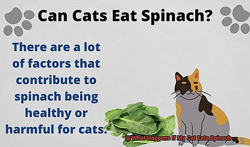 What Happens If My Cat Eats Spinach-2