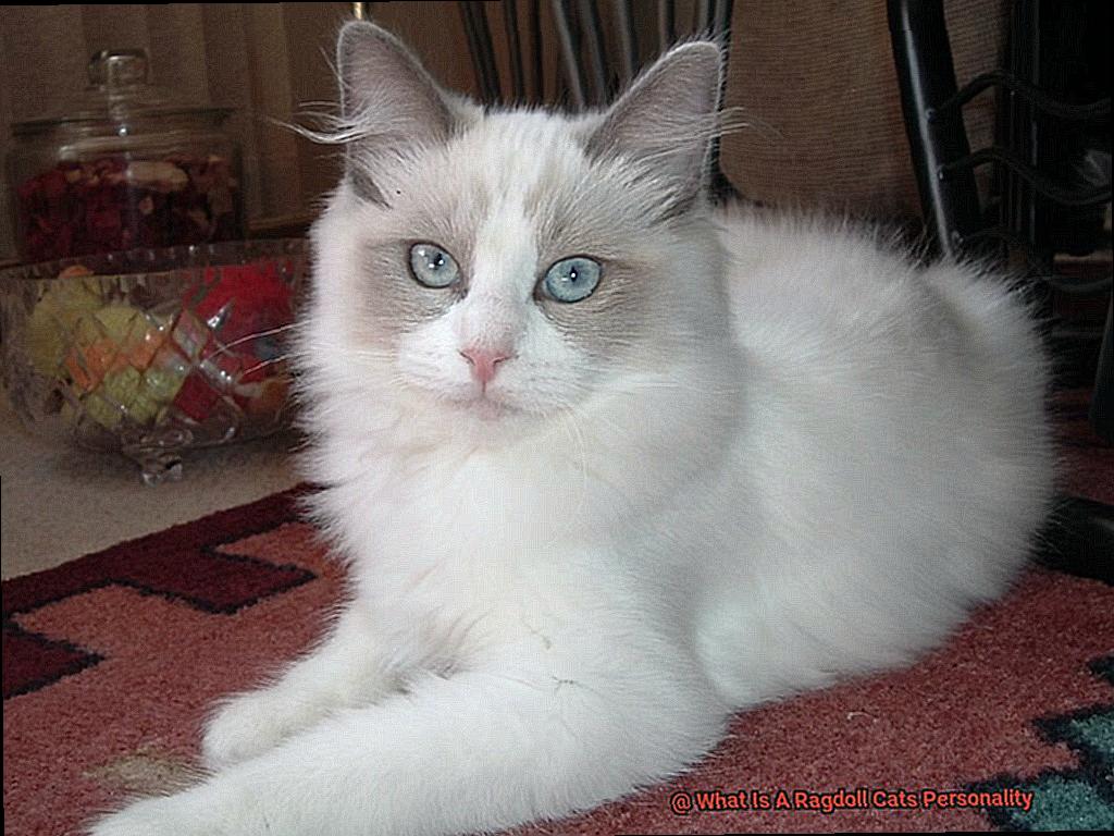 What Is A Ragdoll Cats Personality-2