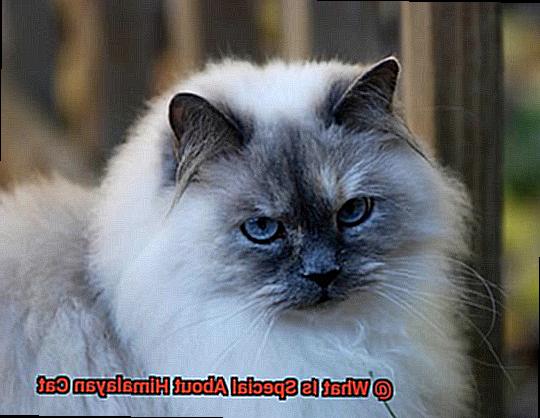 What Is Special About Himalayan Cat-2