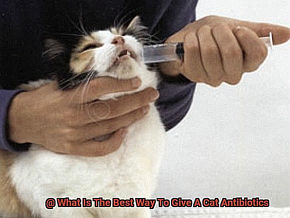 What Is The Best Way To Give A Cat Antibiotics-2