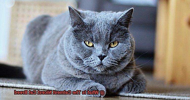 What Is The Calmest Nicest Cat Breed-2