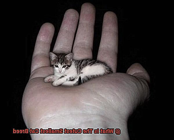 What Is The Cutest Smallest Cat Breed-2