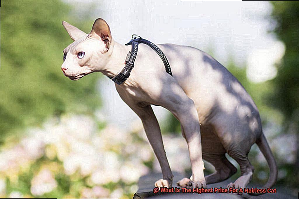 What Is The Highest Price For A Hairless Cat-2