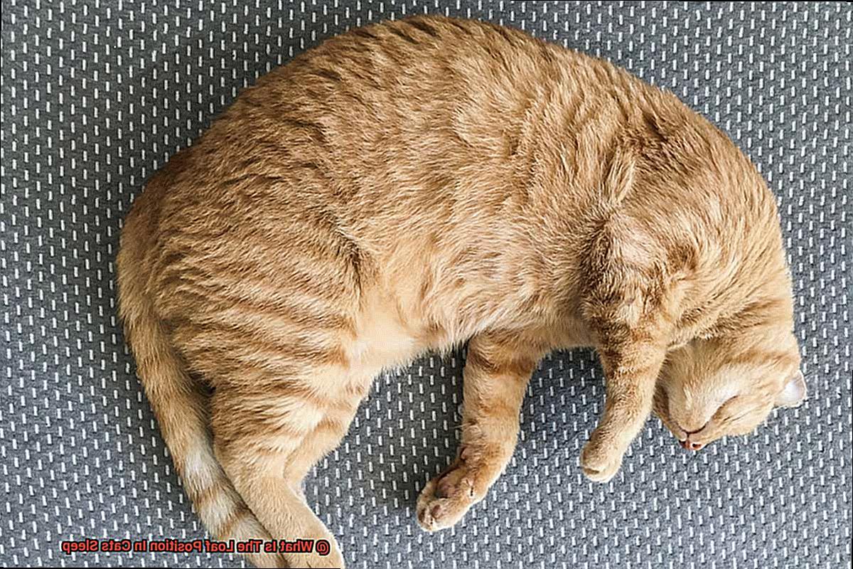 What Is The Loaf Position In Cats Sleep-3