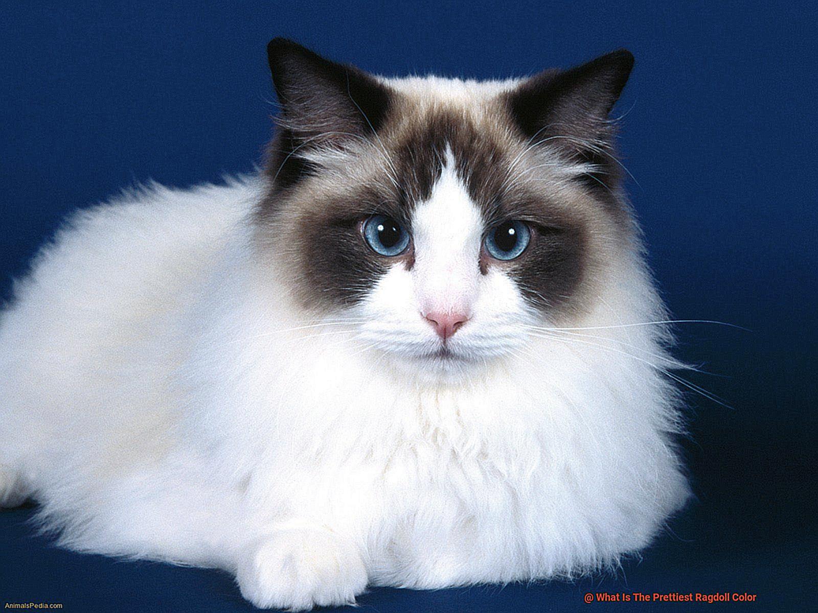 What Is The Prettiest Ragdoll Color-2