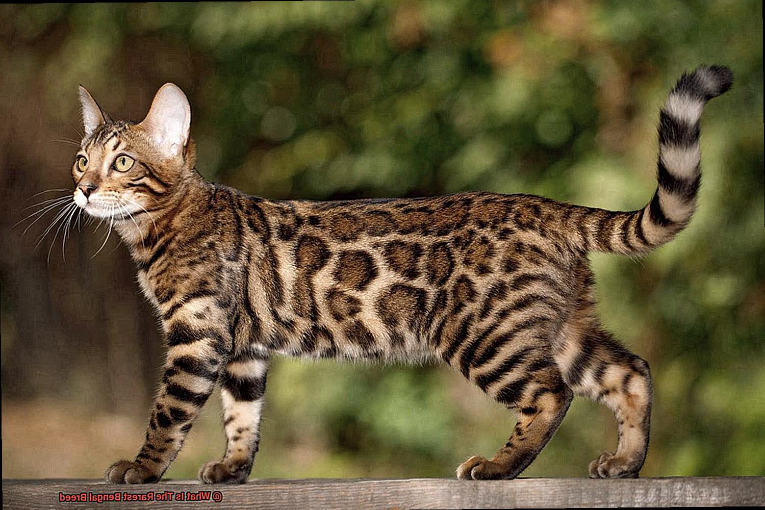 What Is The Rarest Bengal Breed-2