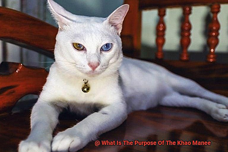 What Is The Rarest Color Of British Shorthair-2