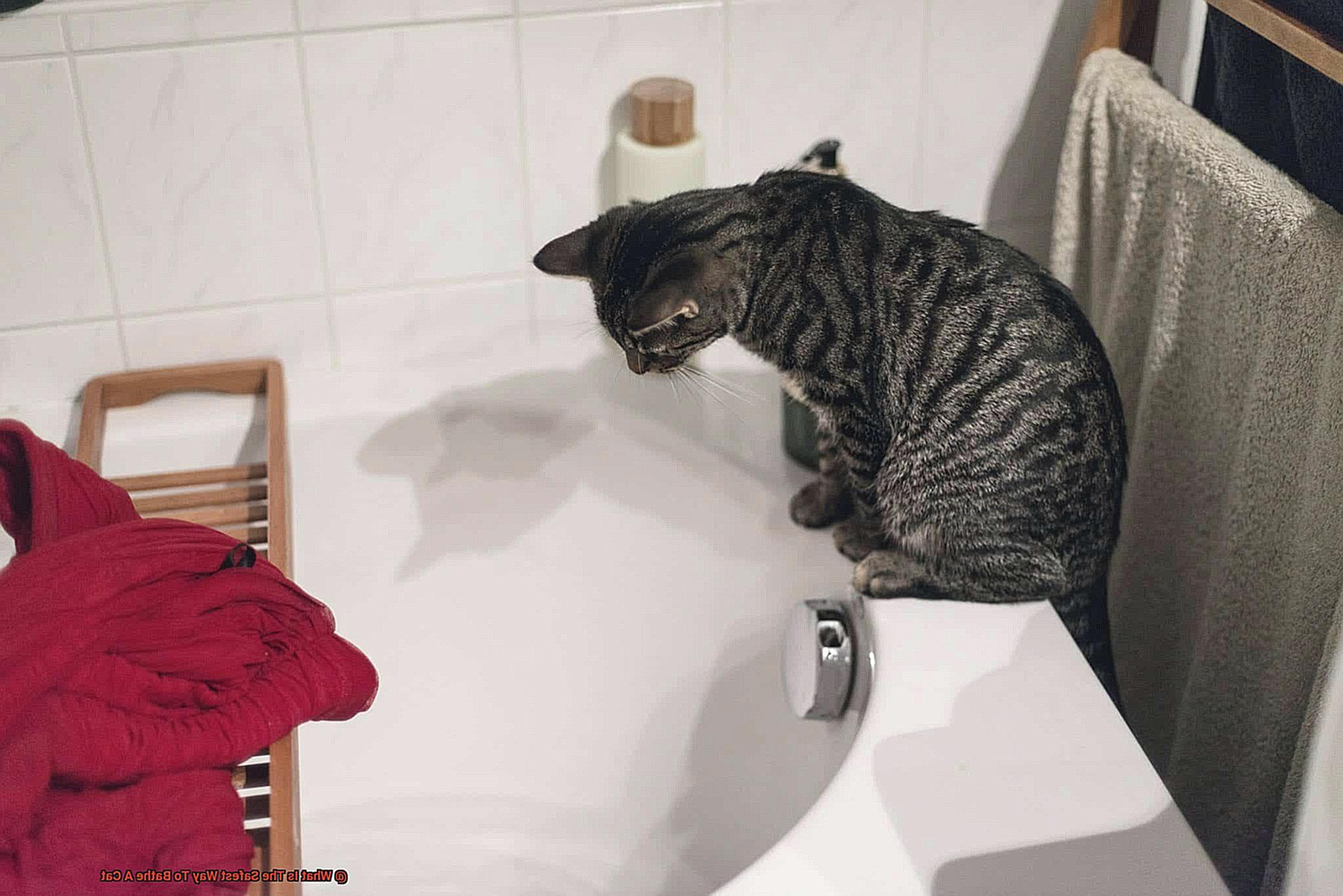 What Is The Safest Way To Bathe A Cat-3