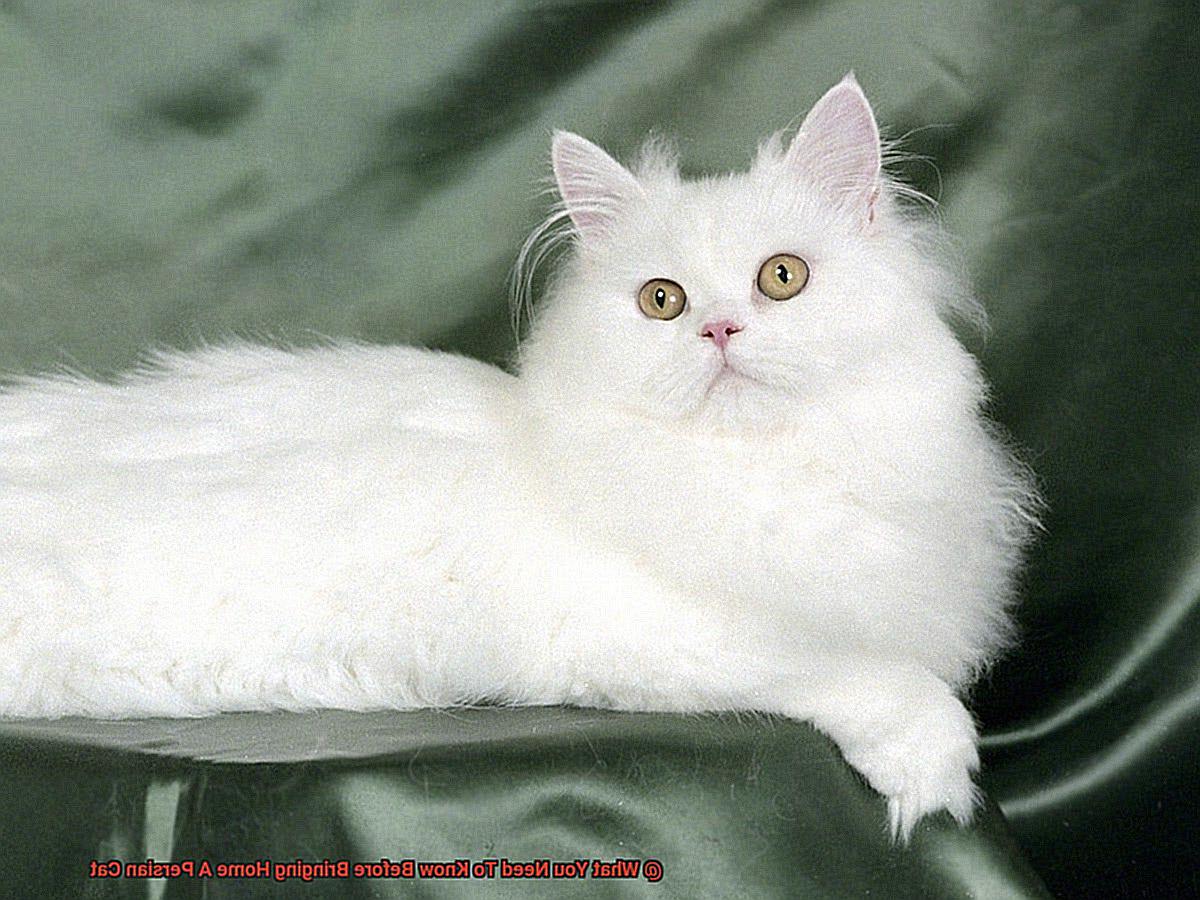 What You Need To Know Before Bringing Home A Persian Cat-2