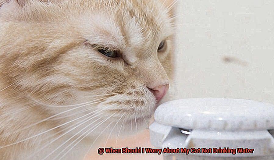 When Should I Worry About My Cat Not Drinking Water-2