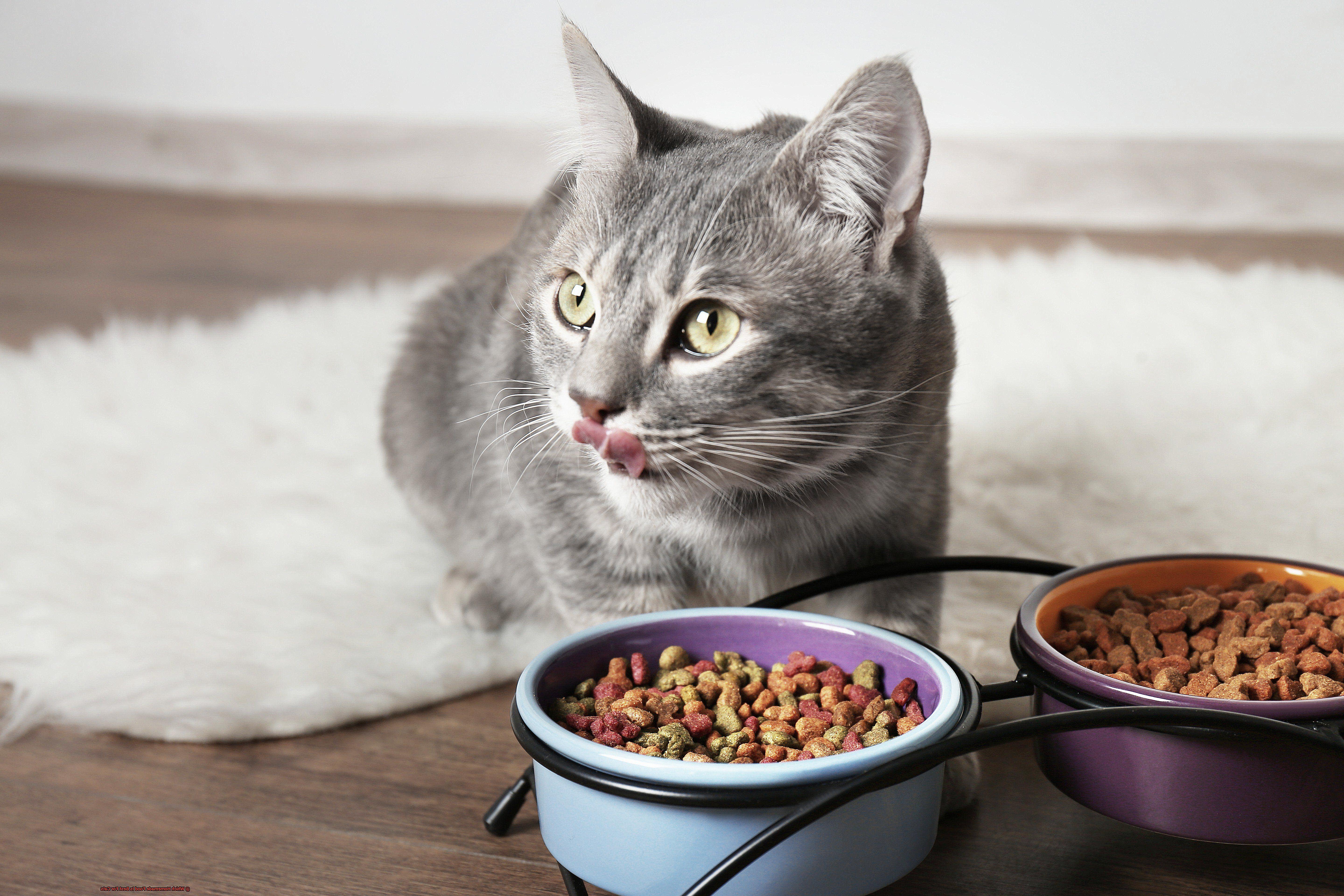 Which Homemade Food Is Best For Cats-2