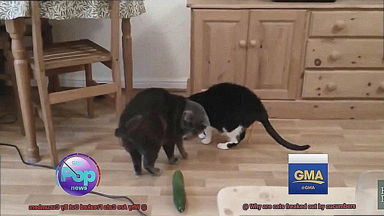 Why Are Cats Freaked Out By Cucumbers-2