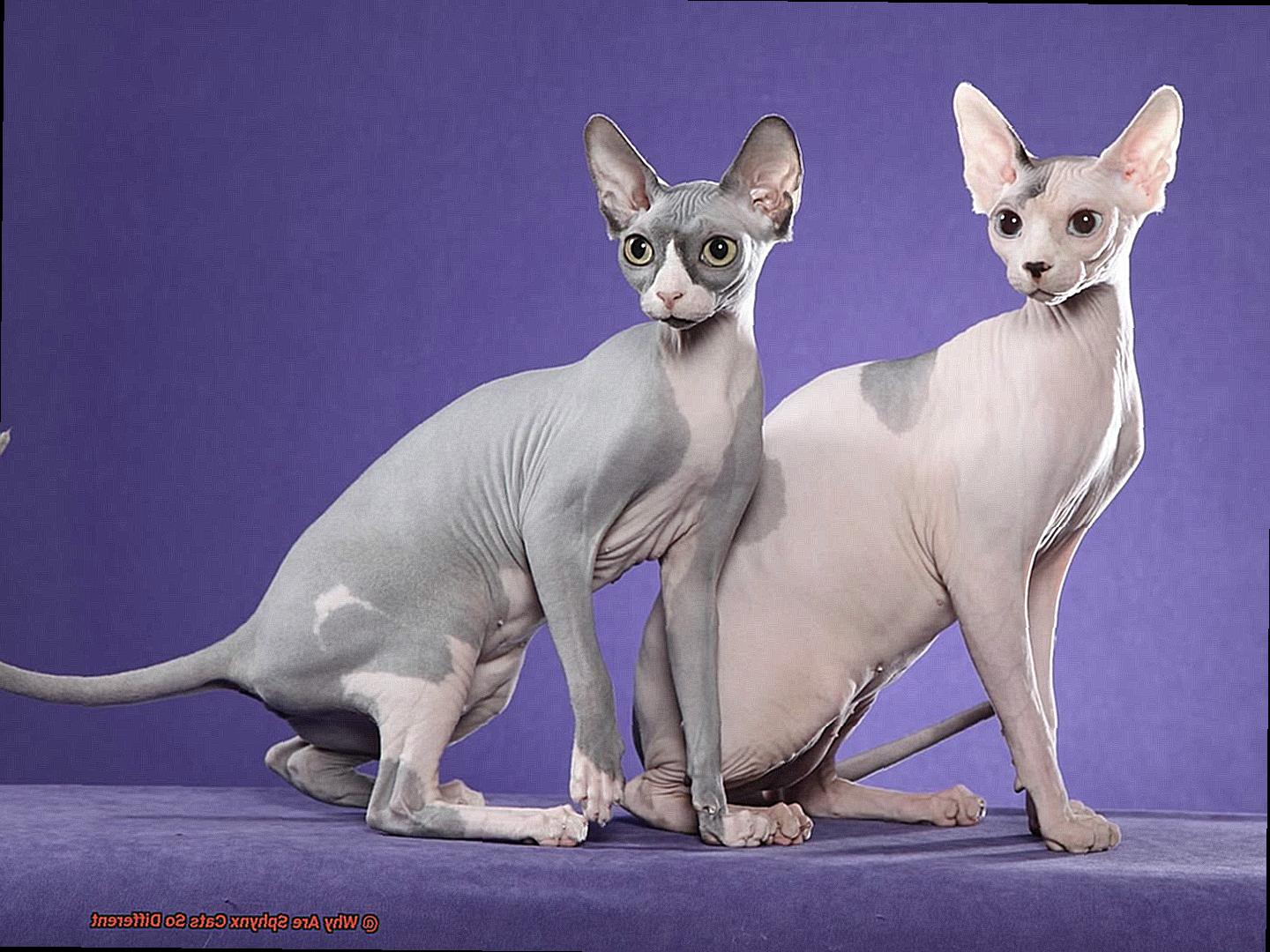 Why Are Sphynx Cats So Different-2