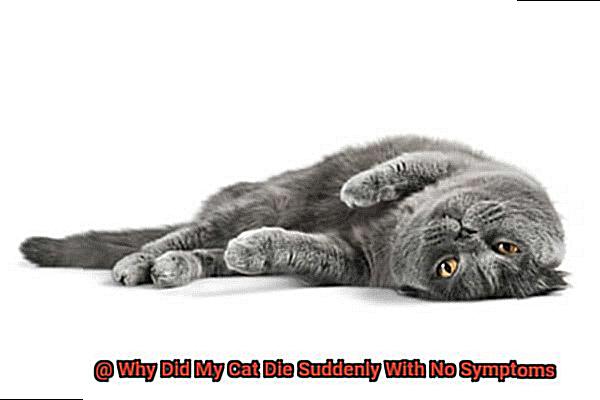 Why Did My Cat Die Suddenly With No Symptoms-3
