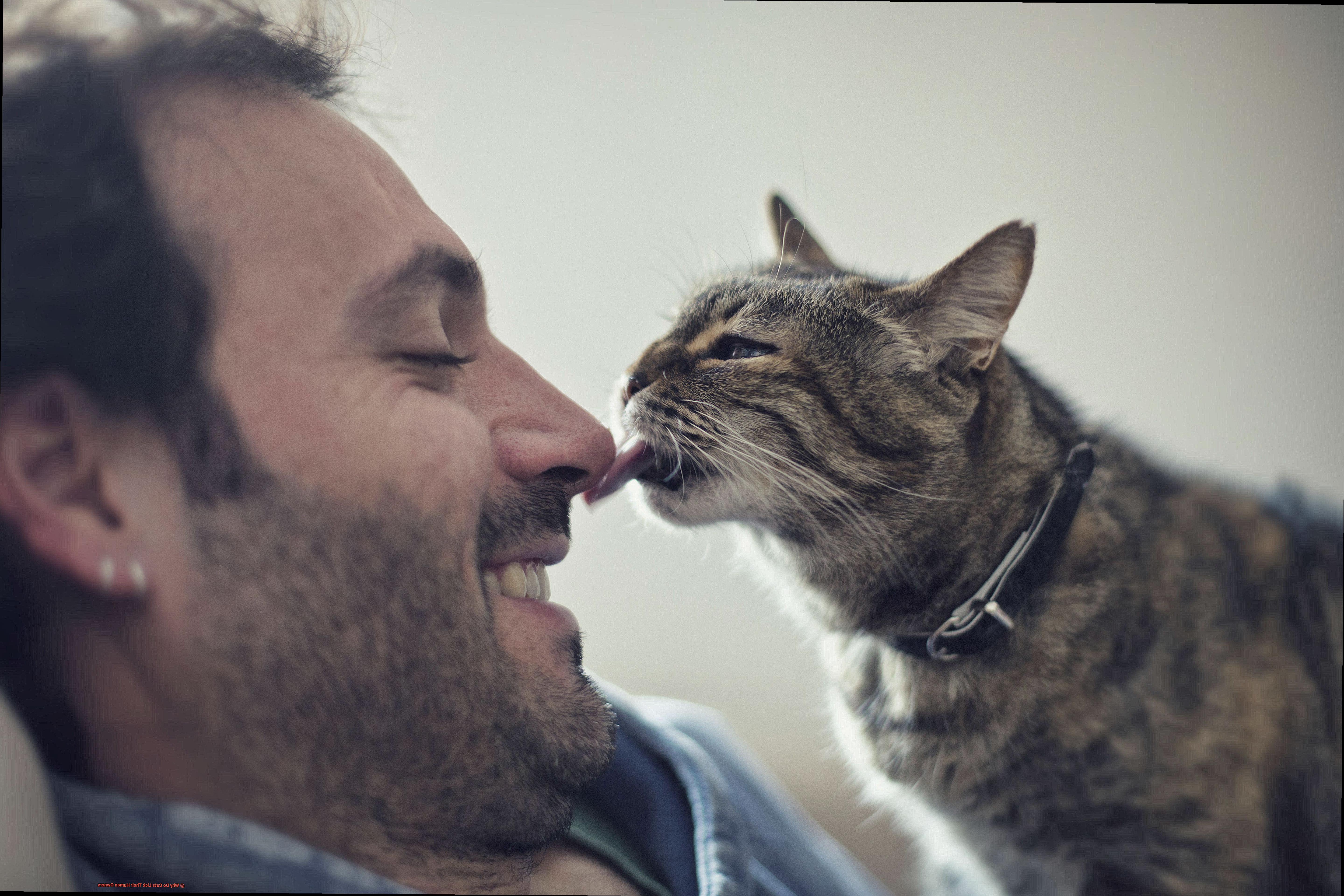 Why Do Cats Lick Their Human Owners-2