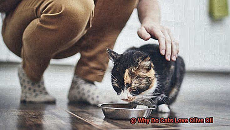 Why Do Cats Love Olive Oil-3