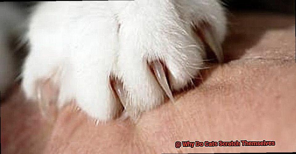 Why Do Cats Scratch Themselves-2