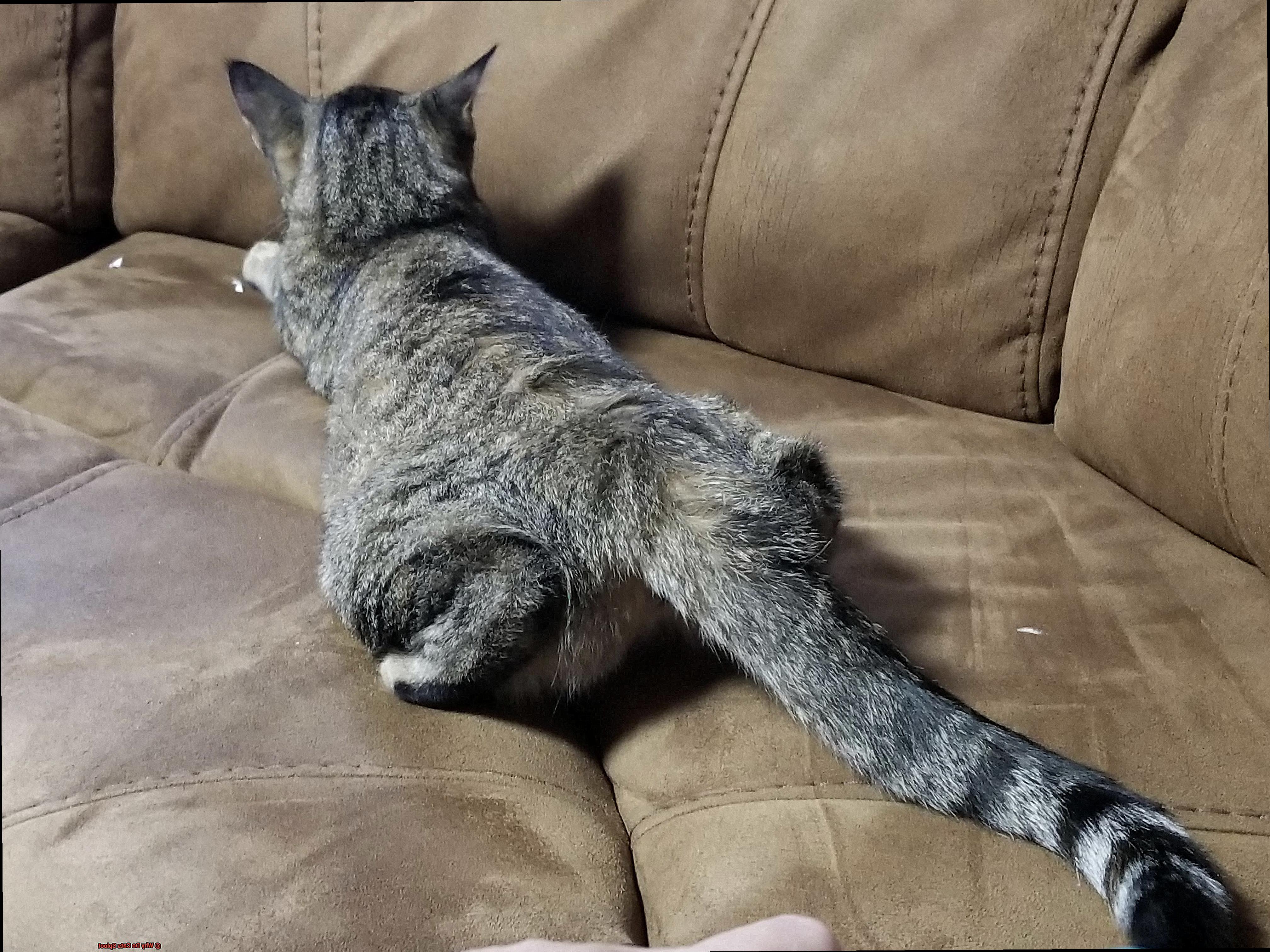 Why Do Cats Sploot-2