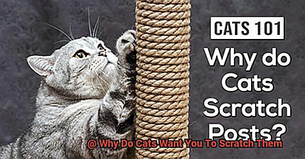 Why Do Cats Want You To Scratch Them-2