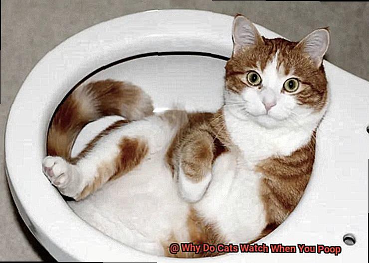 Why Do Cats Watch When You Poop-2