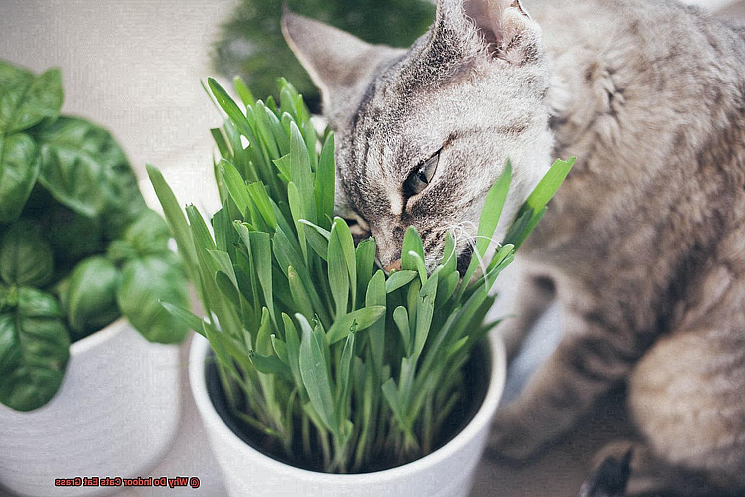 Why Do Indoor Cats Eat Grass-2