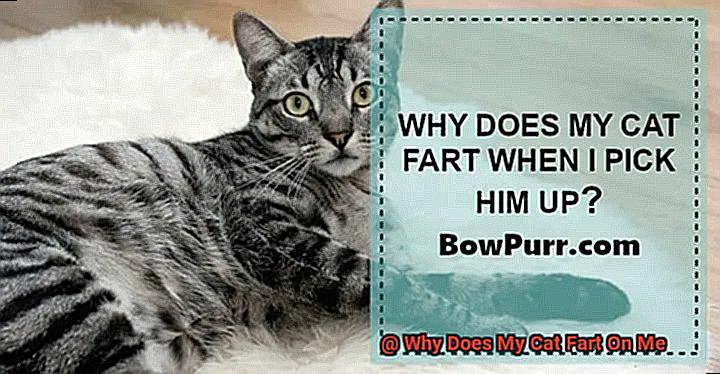 Why Does My Cat Fart On Me-2
