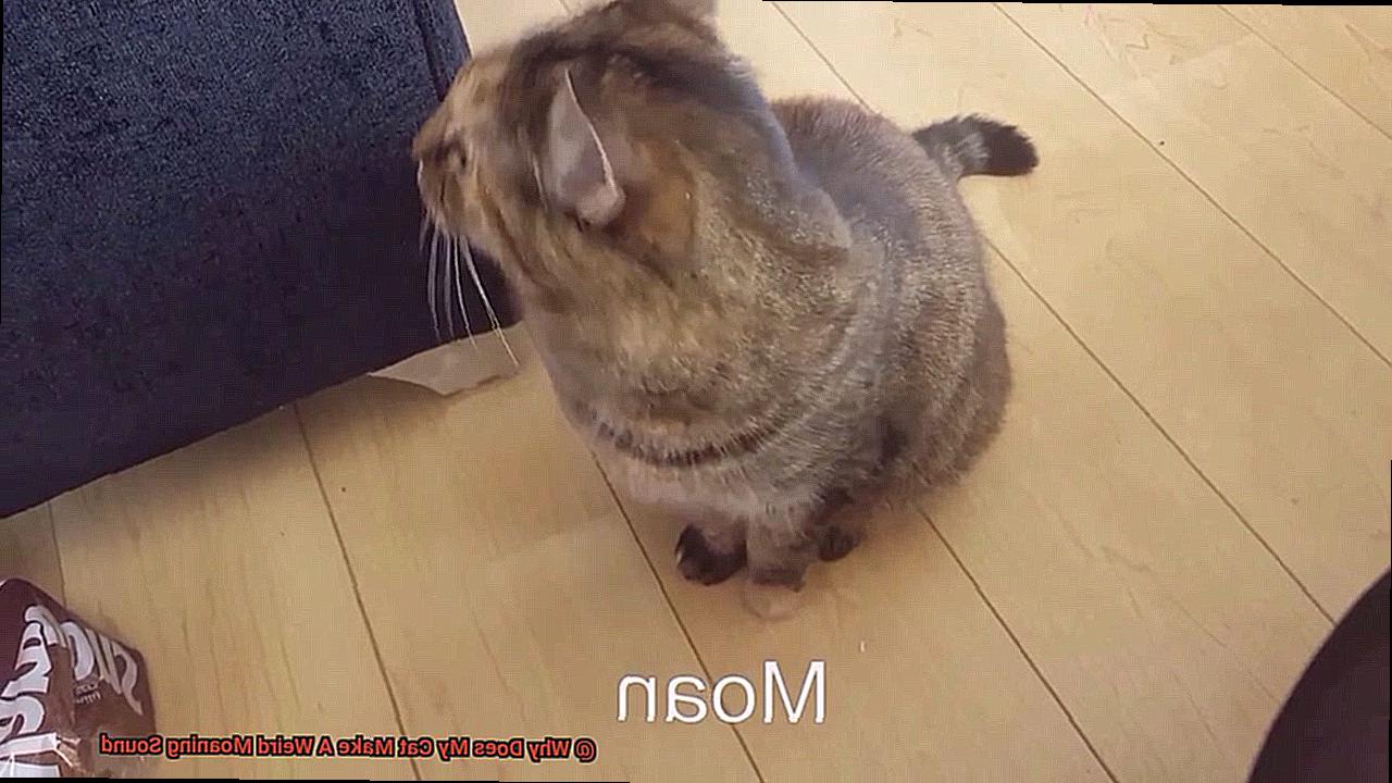 Why Does My Cat Make A Weird Moaning Sound-2