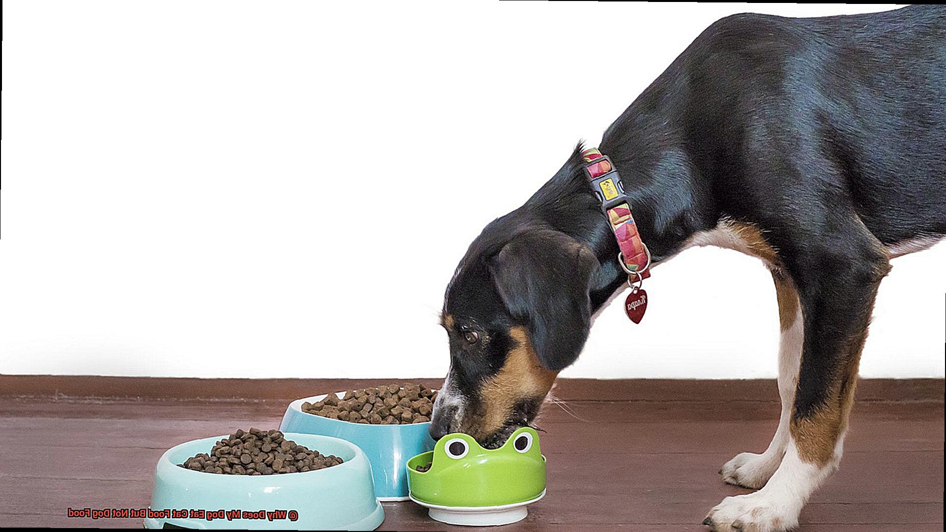 Why Does My Dog Eat Cat Food But Not Dog Food-2