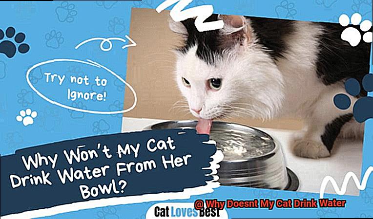 Why Doesnt My Cat Drink Water-5