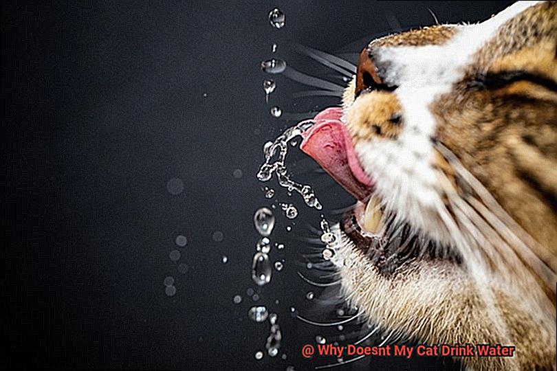 Why Doesnt My Cat Drink Water-3