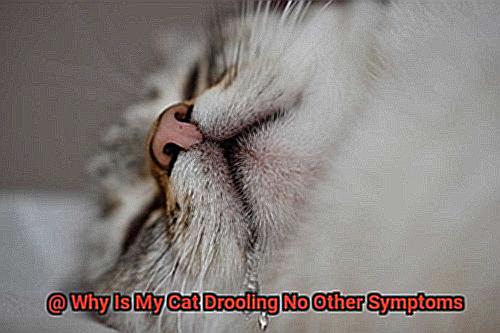 Why Is My Cat Drooling No Other Symptoms-2