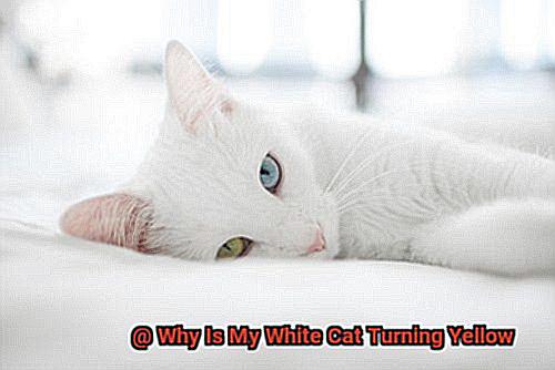 Why Is My White Cat Turning Yellow-2