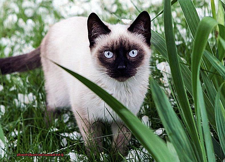 Are Siamese Cats Usually Friendly? - 21Cats.org