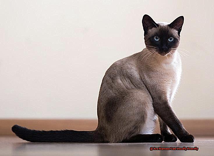 Are Siamese Cats Usually Friendly-2