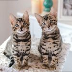 Do I Need Two Bengal Cats b4bafe8ab2