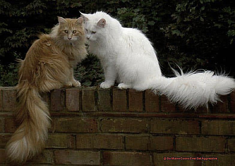 Do Maine Coons Ever Get Aggressive-5