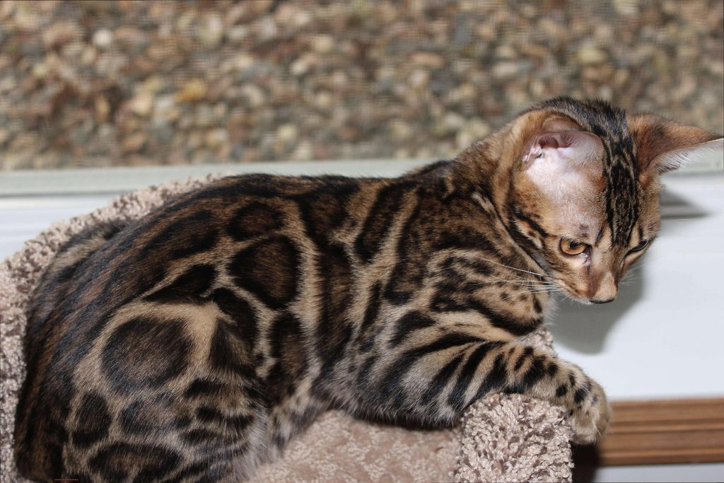 How Much Does A Bengal Cat Cost?